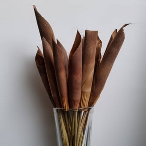 Puede incluir: Un ramo de hojas de palma secas marrones en un jarrón de vidrio transparente. El jarrón está sobre una superficie verde. El texto "Fluff & Co" está impreso debajo del jarrón.