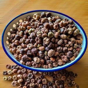 May include: A blue and white colander filled with dried brown and tan flower buds. The colander is sitting on a wooden surface. There are more flower buds scattered on the surface below the colander. The text "Fluff & Co" is written in white on the wooden surface.