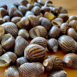 Small SNAIL NERITA Shells, Striped NERITE Snail Shells, Nerite Seashells, Small Stripy Shells, Small Snails, Small Brown Shells Eco-Friendly