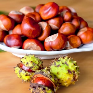 CONKERS - Natural Horse Chesnuts, New Season English Buckeye Nuts, Dried Conkers for Autumn Decor, Crafting, DIY Potpourri, Spider Repellant