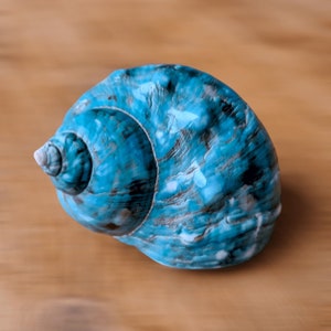 May include: A blue seashell with a swirling pattern. The shell has a smooth, glossy finish.
