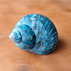 May include: A blue seashell with a swirling pattern. The shell is smooth and glossy.