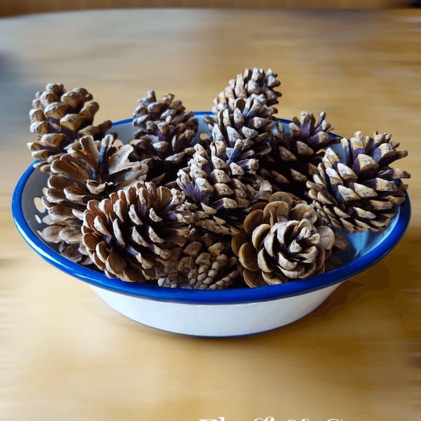 Austriaca Medium Pine Cones Natural for Craft, Wreath Making Garland Wedding Potpourri Christmas Decorations Festive Winter Autumn Decor