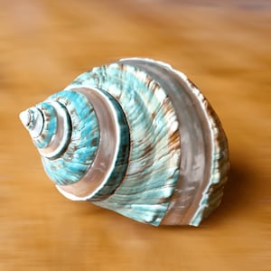 Big HERMIT Crab Sea Shell, Jade IMPERIAL TURBO Shell, Pearl Banded Rare Polished Green Seashell, Feng Shui Decorative Nautical Accent