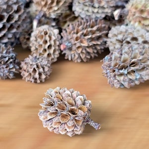 Puede incluir: Primer plano de un grupo de piñas secas, con una piña en primer plano. Las piñas son de color marrón claro y tienen una textura rugosa. Están dispuestas en un patrón aleatorio sobre una superficie de madera.