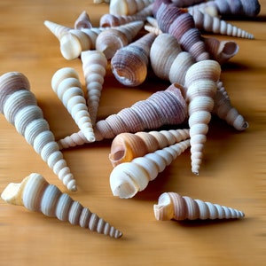 Natural SCREW SHELLS, SPIRAL Seashells, Beach Wedding Decor, Coastal Home Accents Small Shells For Crafts, Nautical Decor Shell Collection