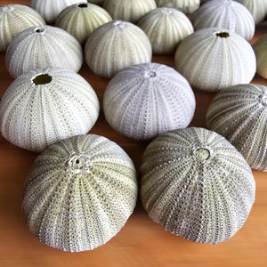 GREEN SEA URCHIN Shells (Set of 5) - Natural Urchins for Coastal Decor, Marine Accents, Beach Decor, Wedding Favours and Nautical Home Decor