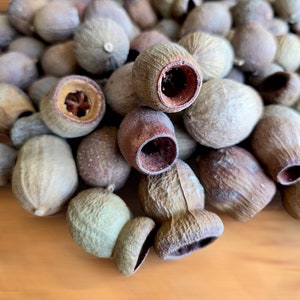 EUCALYPTUS SEED PODS - Natural Gum Nuts, Dried Rustic Pods, Botanical Decorations for Crafts, Potpourri, Eco-Friendly Organic Decor, Wedding