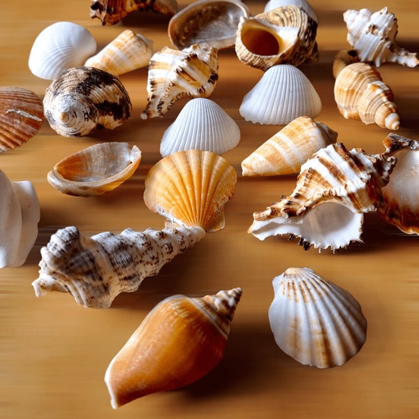 Medium Shells Mix Assorted for Craft, Decoration, Wedding, Nautical Home Decor, Candle Making, Beach Decor, Display bowls, Art, Mosaic