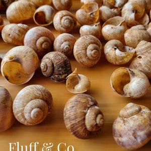 Puede incluir: Primer plano de un gran grupo de conchas de caracol marrones sobre una superficie de madera. Las conchas están dispuestas en un patrón aleatorio y algunas están apiladas unas sobre otras. El texto "Fluff & Co" es visible en la esquina inferior izquierda de la imagen.