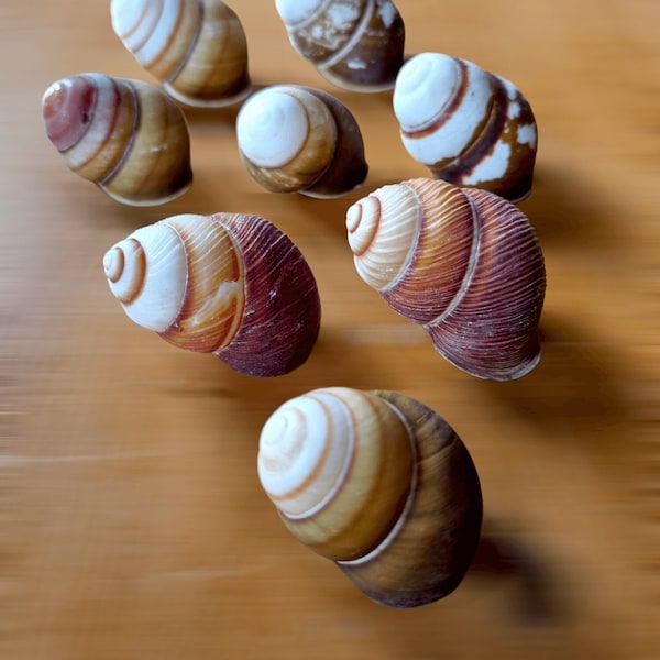 Gemischte Schneckenhäuser - Natürliche Landsnail Spiral Top Muscheln für Strand Dekor, Muschelkunst, Nautisches Dekor, Haus Badezimmer Dekoration, Hochzeitsdekor