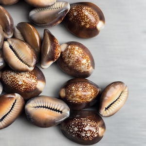 May include: A collection of brown and tan cowrie shells with speckled patterns and smooth, glossy surfaces. The shells are arranged on a light gray background, showcasing their natural beauty and intricate details. Ideal for beach-themed decor or craft projects.