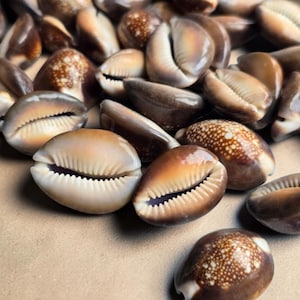 May include: A collection of brown and tan cowrie shells. The shells have a smooth, glossy exterior with a distinctive slit opening. Some shells have speckled patterns, while others are solid in color. The shells are arranged on a neutral surface.