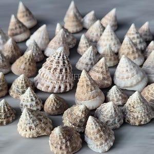 May include: A collection of cone-shaped seashells in varying sizes and shades of brown, beige, and white. The shells have textured surfaces and are arranged on a light gray background, creating a natural, coastal theme.