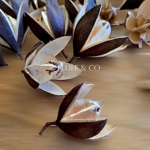 Natural WILD LILY Pods - Dried Brown & Cream Flower Pods for Rustic Crafts and Botanical Decor, Unique Pods for Craft, Wreaths, Eco Styling