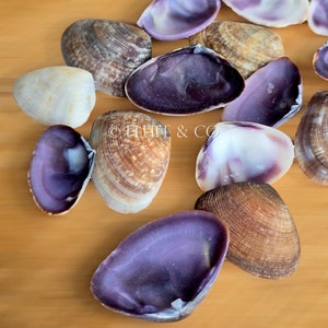 Violet CAY CAY Shells - Purple Clam Shells, Colorful Shell Mix, Natural Seashells, DIY Craft Wedding Decor, Nautical Home Decor, Beach Decor