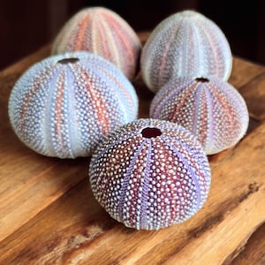 Large UK SEA URCHINS - Coastal Urchin Seashells for Beach Decor, Air Plants, Nautical Home Accents, Gifts, Shells for Collectors