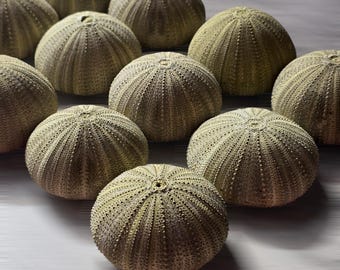 Green Sea Urchin Shells Set of 5 | Natural Air Plant Holders | Terrarium Decor | 3-5cm