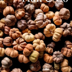 Baby Pumpkins PUTKA PODS Natural, Miniature Pumpkins Lookalike for Bowl Filler, Potpourri, Wreaths, Wedding Favours, and Rustic Home Decor