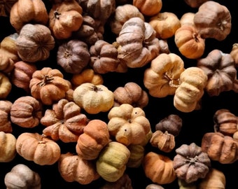 Bébé citrouilles PUTKA Pods, naturel, sosie de citrouilles miniatures pour remplir des bols, pot-pourri, couronnes, cadeaux de mariage et décoration rustique pour la maison