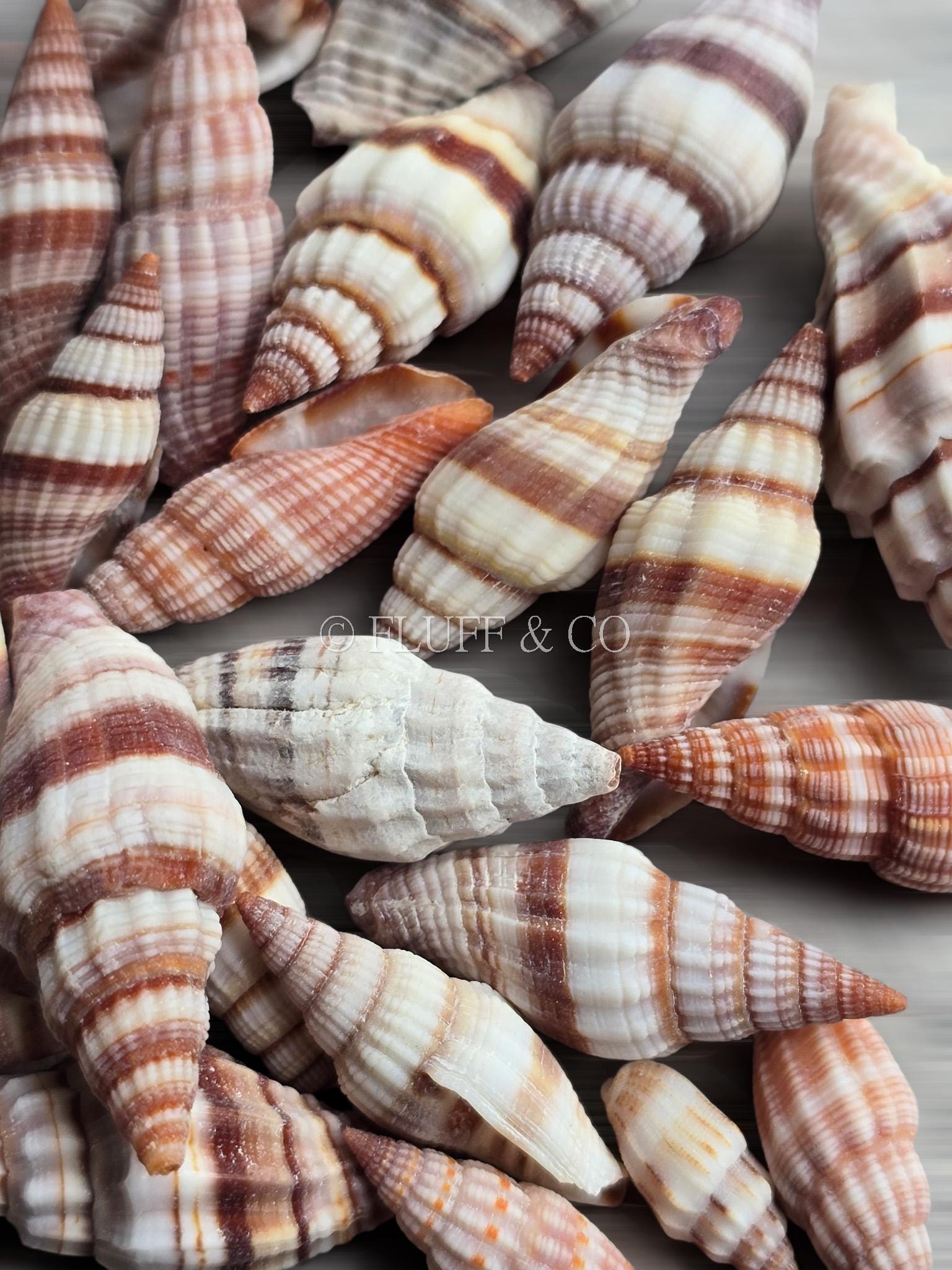 大きな螺旋状の美しいオレンジ色の貝殻長さ約17cm 大きな螺旋状の貝殻 大きな螺旋状の美しいオレンジ色の貝殻長さ約17cm