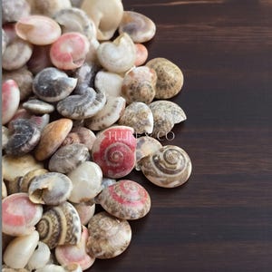 May include: A collection of small, colorful seashells in shades of pink, white, and brown, scattered on a dark wooden surface. Some shells have spiral patterns and the text "FLUME & CO" is visible.