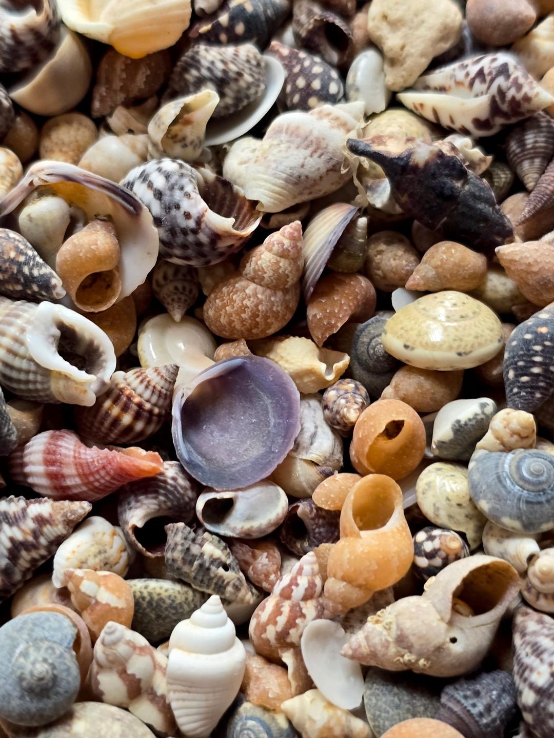 Tiny Sea Shells 0.5–2 Cm Mini Seashells for Miniature Crafts and Resin ...