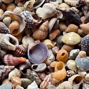 Peut inclure: Gros plan sur une collection variée de coquillages. L'image présente des coquillages de différentes tailles, formes et couleurs, notamment blanc, marron, orange et violet. Les coquillages sont disposés de manière rapprochée, créant un motif naturel et texturé.