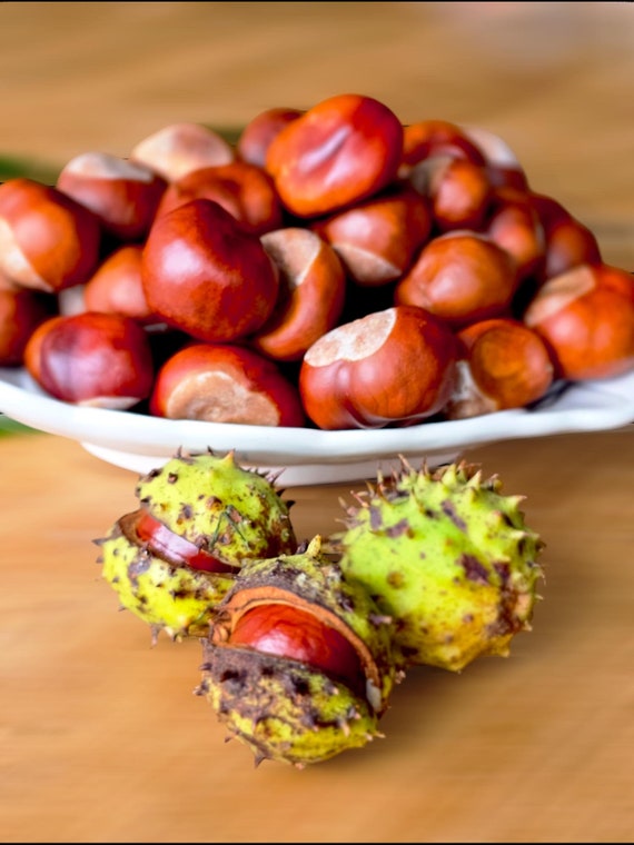 Natural Horse Chestnuts Conkers - 24 Pieces Natural Horse Chestnuts Conkers - 24 Pieces
