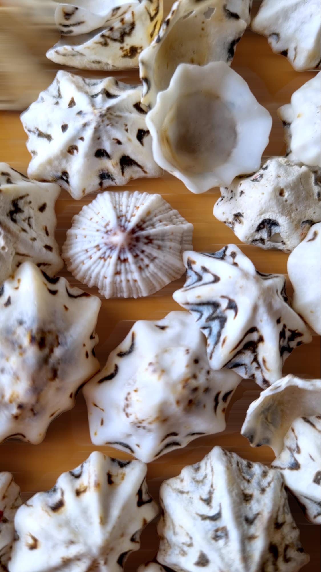 Natural STAR LIMPET Sea Shells, Star-shaped Shells, Small Black and ...