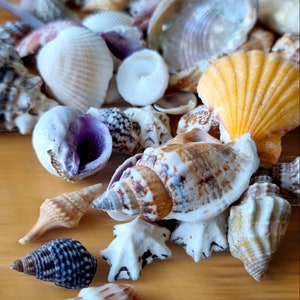 SMALL SHELLS MIX Assorted for Craft, Decoration, Wedding, Nautical Home ...