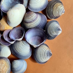 Coquilles de palourde violettes arrondies 1–3 cm | Coquilles violettes | Coquillages en vrac pour travaux manuels | Art en résine