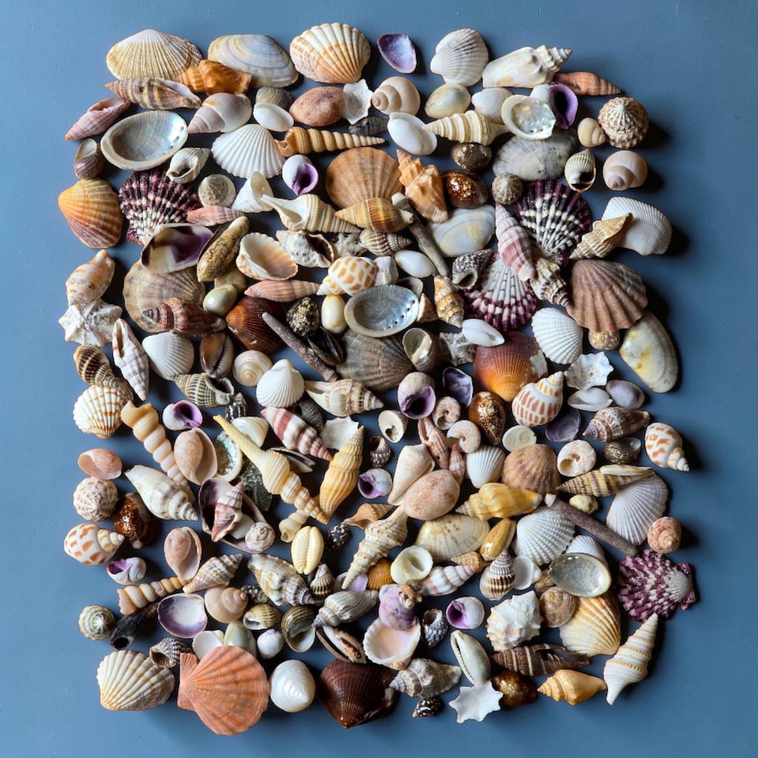 Small Seashells 1-3cm | Mixed Shells | Mosaic Resin Craft Supplies ...