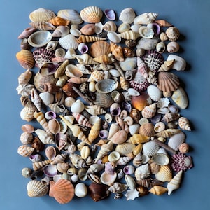 Puede incluir: Una colección de diversas conchas marinas en tonos blancos, beige, naranja y morado, dispuestas sobre una superficie azul. El surtido incluye caracolas, vieiras y otras formas y tamaños únicos, creando un tema costero natural.