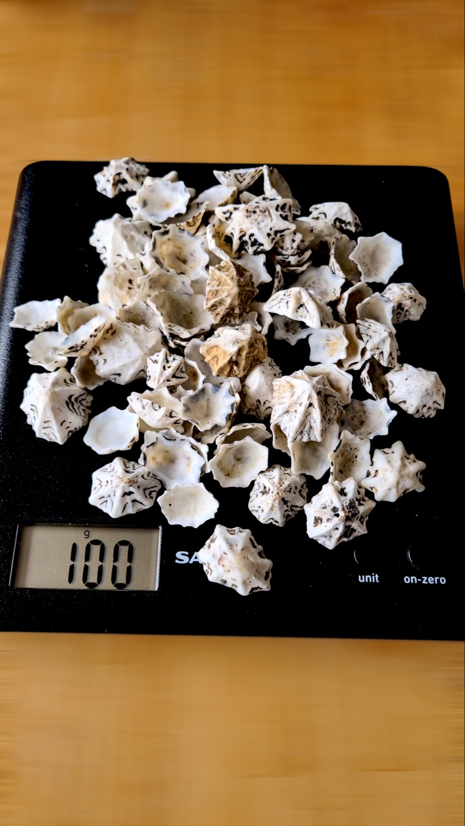 Natural STAR LIMPET Sea Shells, Star-shaped Shells, Small Black and ...