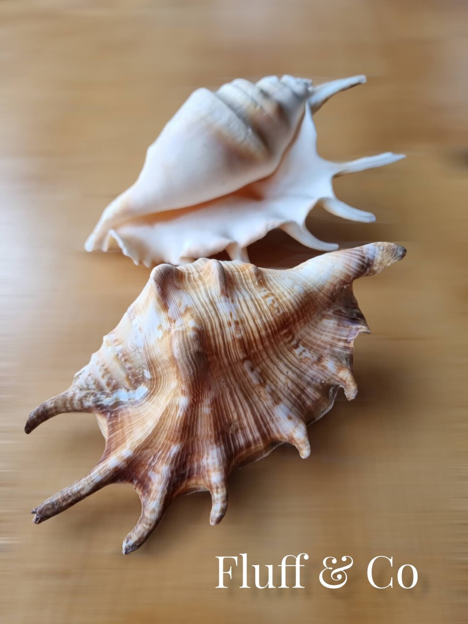 Old Pipe Seashell Natural Conch Shell Home Decoration Conch Hermit