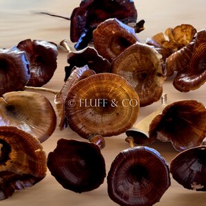 Pu&ograve; includere: Una collezione di funghi secchi marroni e marrone rossiccio dall'aspetto naturale e rustico. I funghi sono disposti in un gruppo, con alcuni di essi sovrapposti. I funghi hanno una variet&agrave; di forme e dimensioni e una superficie liscia leggermente testurizzata. &copy; FLUFF & CO
