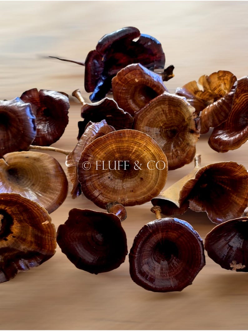 Pu&ograve; includere: Una collezione di funghi secchi marroni e marrone rossiccio dall'aspetto naturale e rustico. I funghi sono disposti in un gruppo, con alcuni di essi sovrapposti. I funghi hanno una variet&agrave; di forme e dimensioni e una superficie liscia leggermente testurizzata. &copy; FLUFF & CO