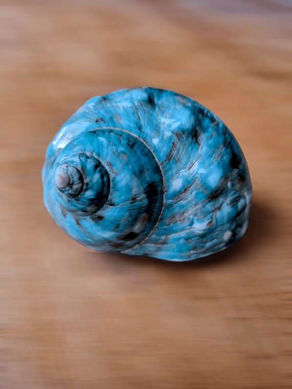 Large HERMIT Crab IMPERIAL TURBO Shell, Rare Polished Blue Green