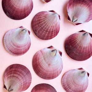 Peut inclure: Une collection de coquilles Saint-Jacques en forme d'éventail disposées en motif. Chaque coquille présente un dégradé de teintes bordeaux et magenta profond vers un centre rose pâle, avec des stries radiales partant de la charnière.
