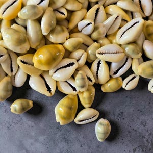 May include: A close-up of numerous cowrie shells, displaying a mix of creamy white and yellow-brown tones. Each shell has a characteristic oval form with a dark, slit-like opening. The shells are arranged on a grey surface.