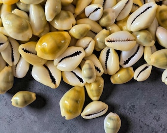 Money Cowrie Shells 2-3cm | Natural Yellow Seashell | Cypraea Moneta | Jewellery Making | Coastal Craft Decor