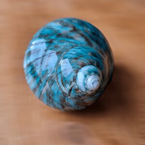 May include: A blue and white seashell with a swirling pattern. The shell is smooth and glossy.