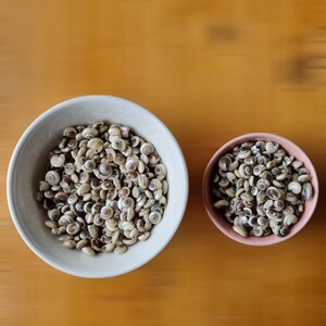 TINY BUTTON Top SNAIL Shells, Miniature Snail Shells, Black Pearl ...