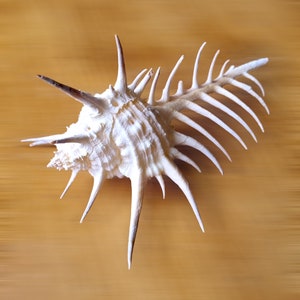 May include: A white seashell with long, sharp spines. The shell is on a light brown wooden surface.