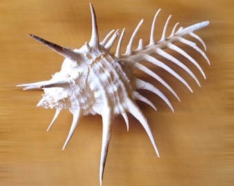 Murex Thorny Thistle Spiny Natural Sea Shell for Shell Art, Nautical Decor, Wedding Decoration, Beach Decor, Fish Tank, Home Bathroom Decor