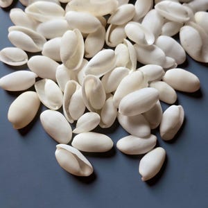 May include: A collection of small, smooth, white cowrie shells scattered together. Each shell features an elongated, oval shape with a characteristic longitudinal slit opening along the centre, displaying a uniform matte white finish throughout.