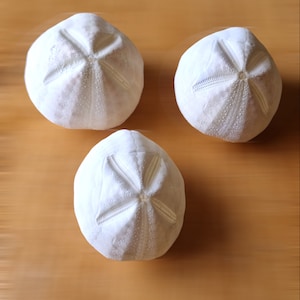 Natural SEA URCHIN Shell Sea STAR Biscuit - Set of 2, Home Nautical Decor, Wedding Favours, Beach Art, Coastal Seashells Seaside Decorations