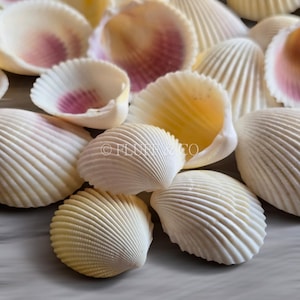 White Cockle Shells 2–6 cm Natural Seashells for Crafts Resin Art Wedding Table Scatter