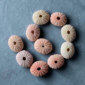 May include: A circular arrangement of sea urchin shells. The shells display a range of colours, including pink, peach, and cream. Each shell features a central hole and is covered in small, textured bumps. The background is a solid, muted blue.
